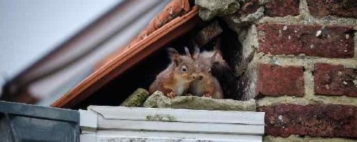 Family of squirrels made a nest underneath the tiles of the roof